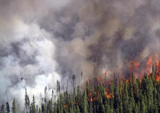 crowning fire in spruce forest